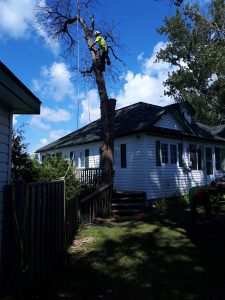 work climbing to remove tree branches