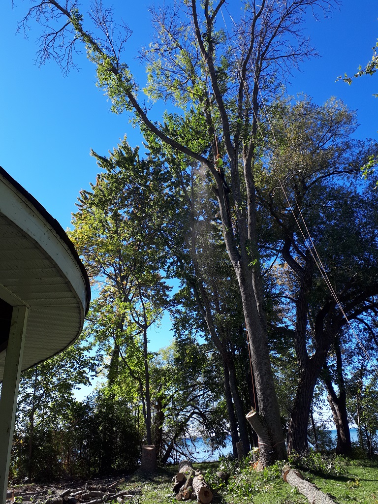 Tree trimming rig