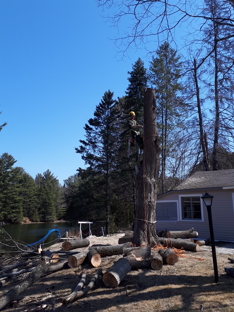 worker removing branches from a tree