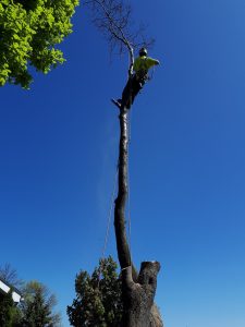 man cutting a tree